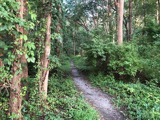 Bear Swamp Tower Trail at Bombay Hook NWR
