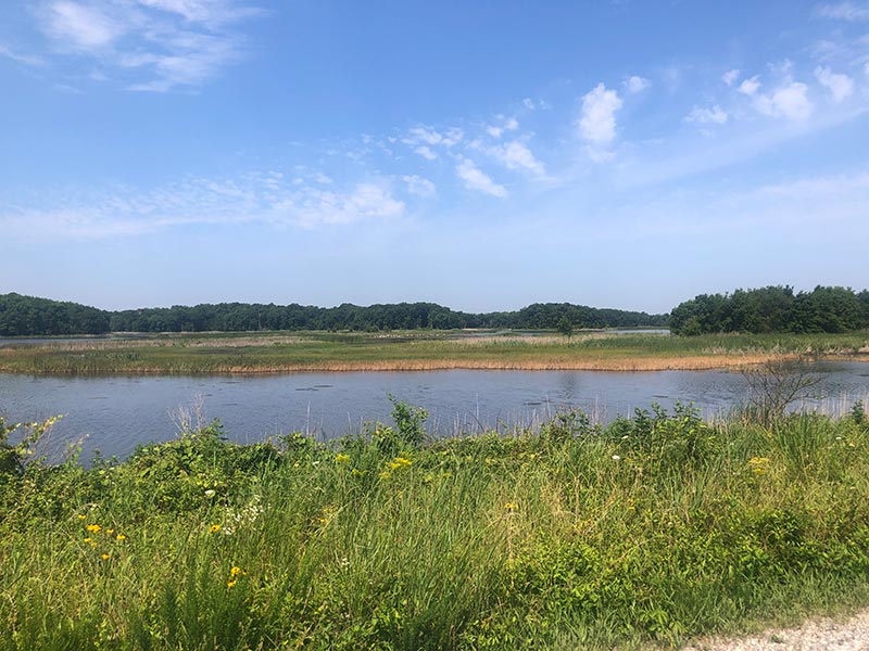 Bear Swamp at Bombay Hook NWR