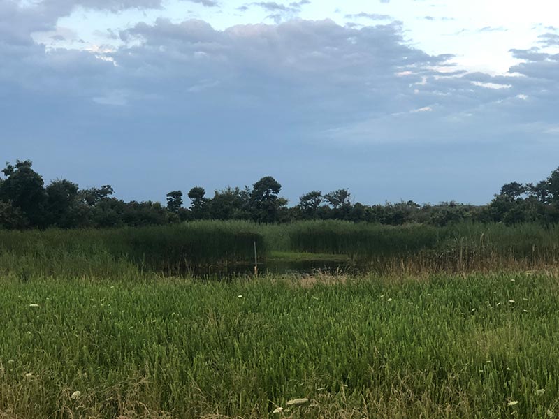 Cottman Pool at Bombay Hook NWR