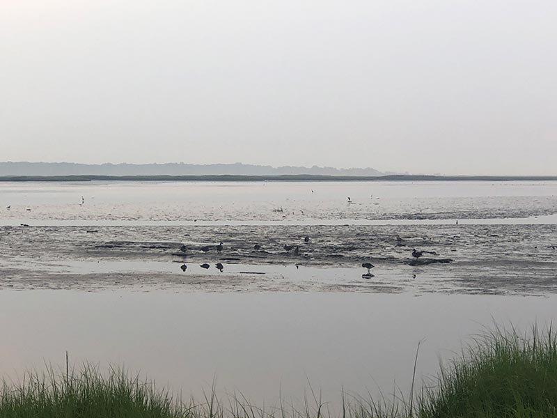 Leatherberry Flats at Bombay Hook NWR