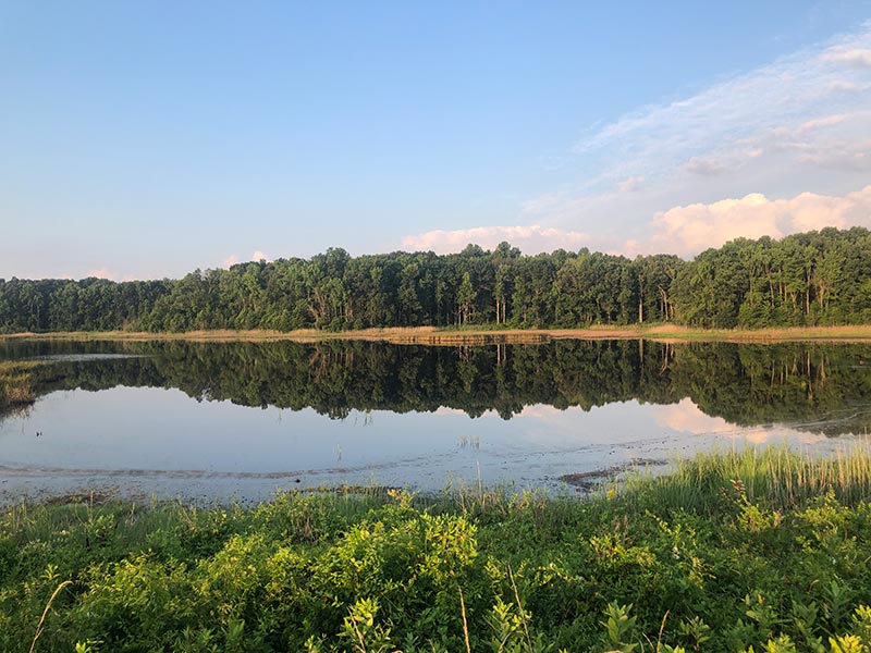 North Shearness Pool at Bombay Hook NWR
