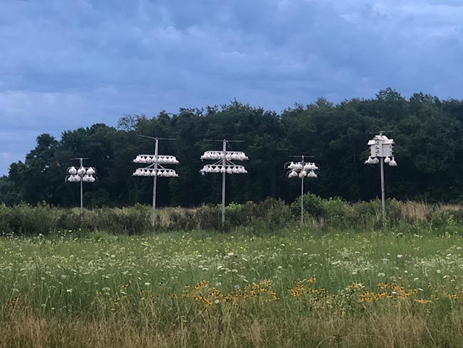Purple Martin colony at Bombay Hook NWR