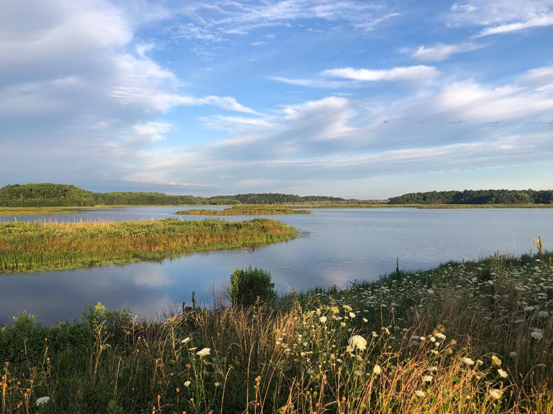 Shearness Pool at Bombay Hook NWR