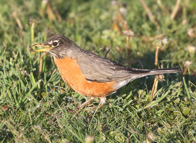 American Robin