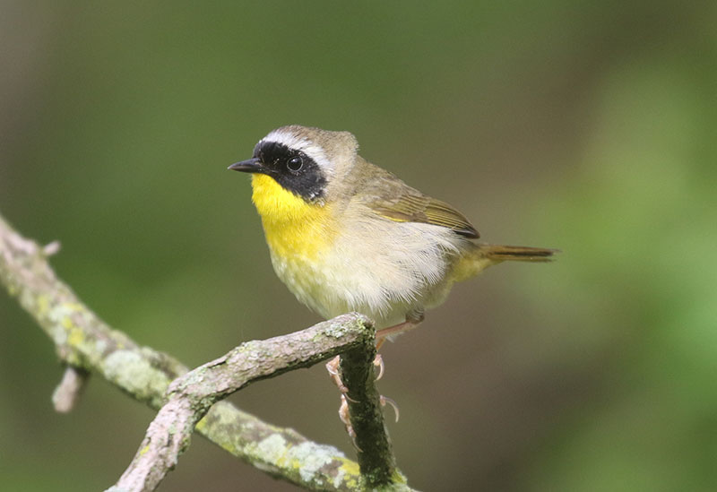 Common Yellowthroat