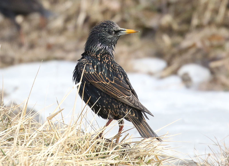 European Starling