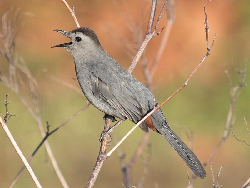 Gray Catbird