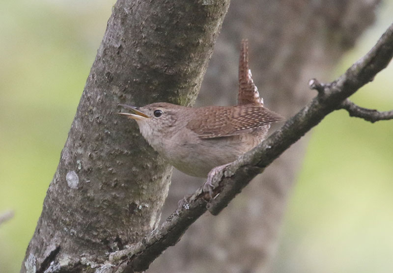 House Wren