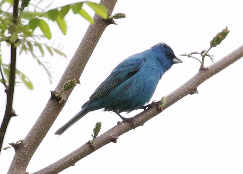 Indigo Bunting
