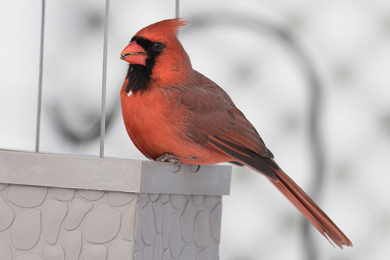 Northern Cardinal