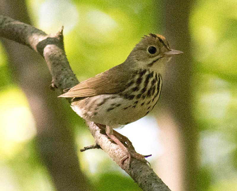 Ovenbird