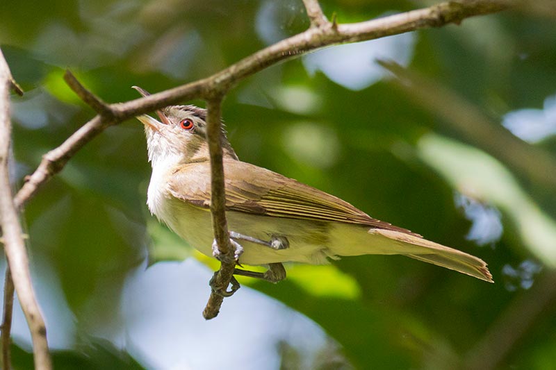 Red-eyed Vireo