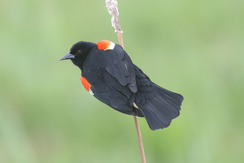 Red-winged Blackbird