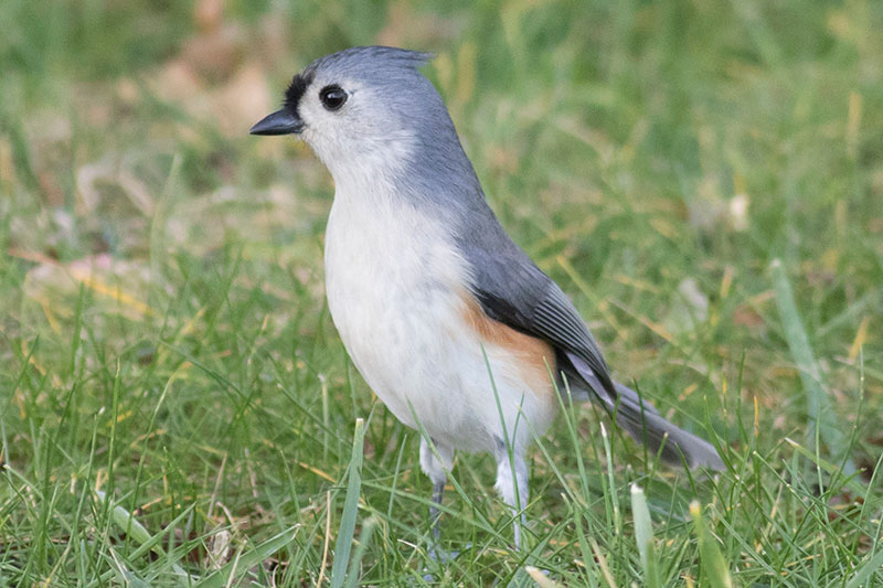 Tufted Titmouse