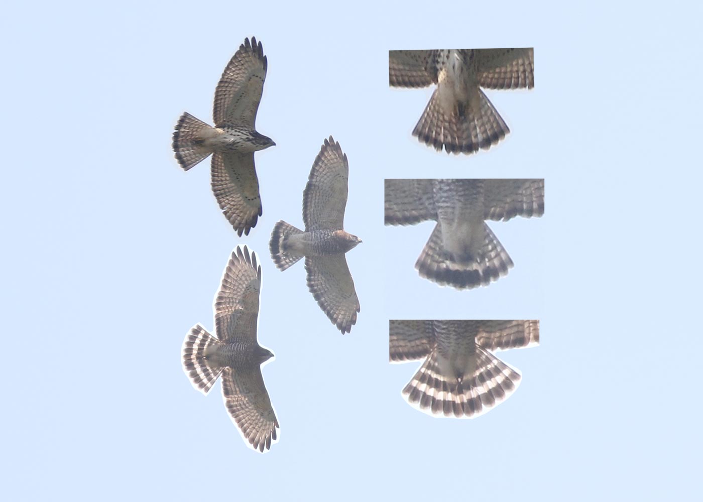 The unusual adult Broad-winged Hawk (middle) compared with a typical adult (bottom) and juvenile (top) tail pattern &copy; Bobby Brown