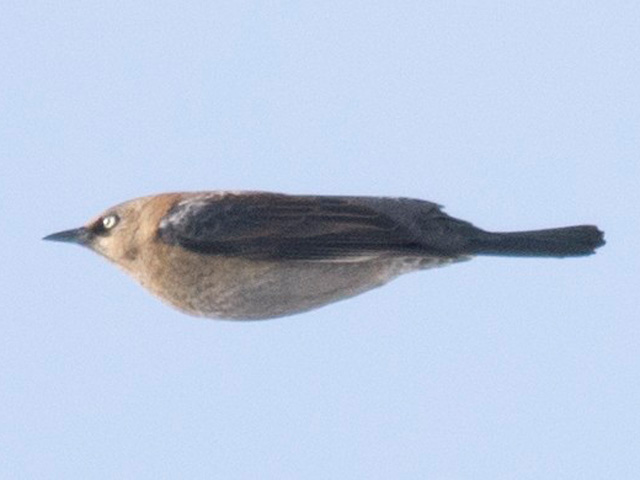 Rusty Blackbird in Jackson Twp during the 2016 Northern Lycoming Christmas Bird Count.