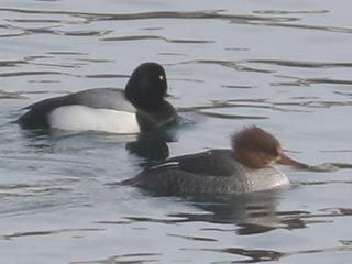 Hybrid Common Merganser x Hooded Merganser &copy; Bobby Brown