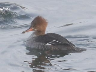 Hybrid Common Merganser x Hooded Merganser &copy; Bobby Brown