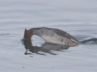 Hybrid Common Merganser x Hooded Merganser &copy; Bobby Brown