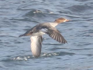 Hybrid Common Merganser x Hooded Merganser &copy; Bobby Brown