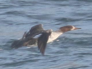 Hybrid Common Merganser x Hooded Merganser &copy; Bobby Brown