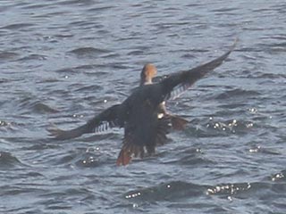Hybrid Common Merganser x Hooded Merganser &copy; Bobby Brown