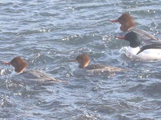 Hybrid Common Merganser x Hooded Merganser &copy; Bobby Brown
