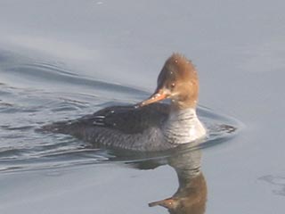 Hybrid Common Merganser x Hooded Merganser &copy; Bobby Brown