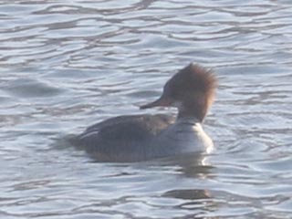 Hybrid Common Merganser x Hooded Merganser &copy; Bobby Brown