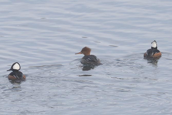 Hybrid Common Merganser x Hooded Merganser (right), with female Common Merganser (front) and male and female Hooded Mergansers (back)