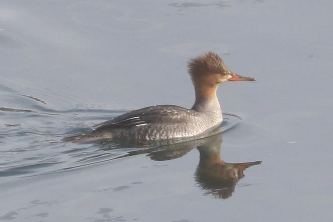Hybrid Common Merganser x Hooded Merganser