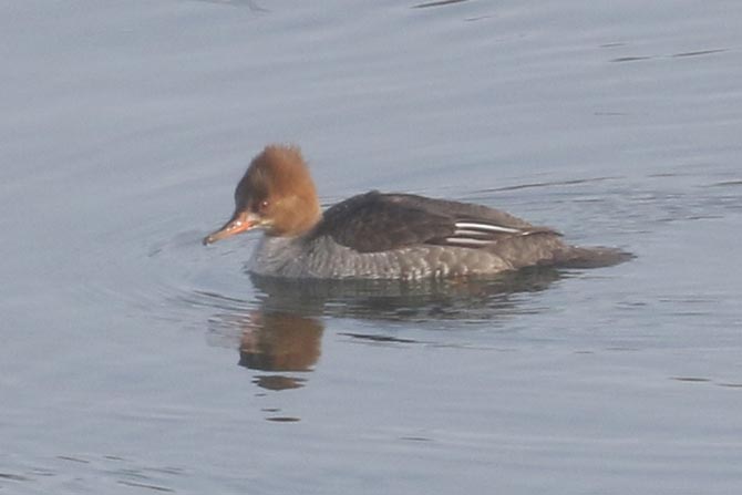 Hybrid Common Merganser x Hooded Merganser