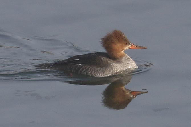 Hybrid Common Merganser x Hooded Merganser (front) with Common Merganser (back)