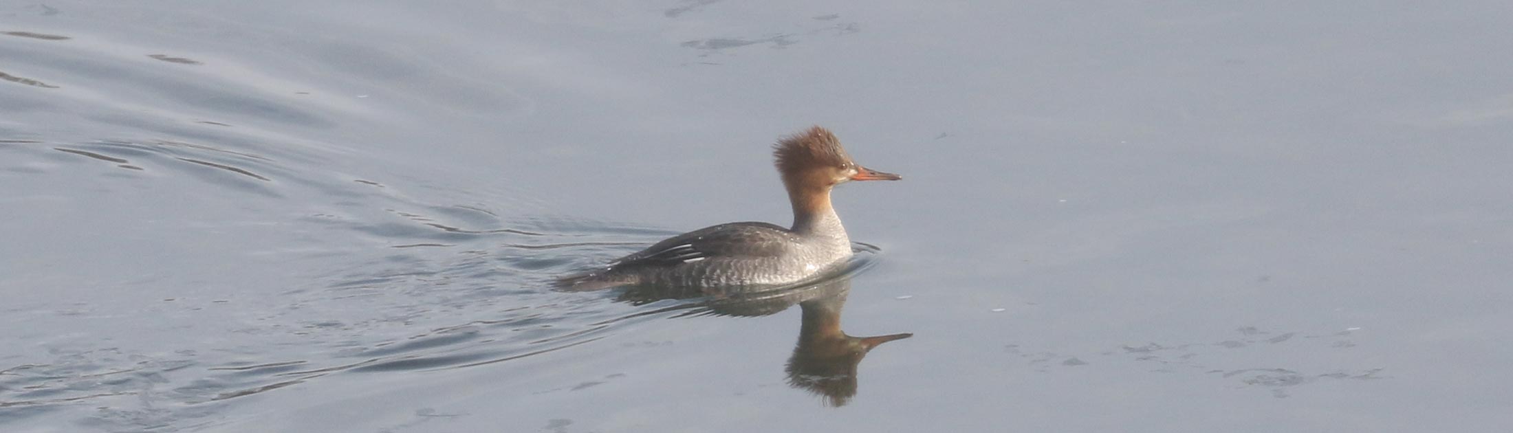 Hybrid Common Merganser x Hooded Merganser