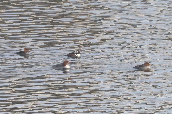 Hybrid Common Merganser x Hooded Merganser (right), with female Common Merganser (front) and male and female Hooded Mergansers (back)