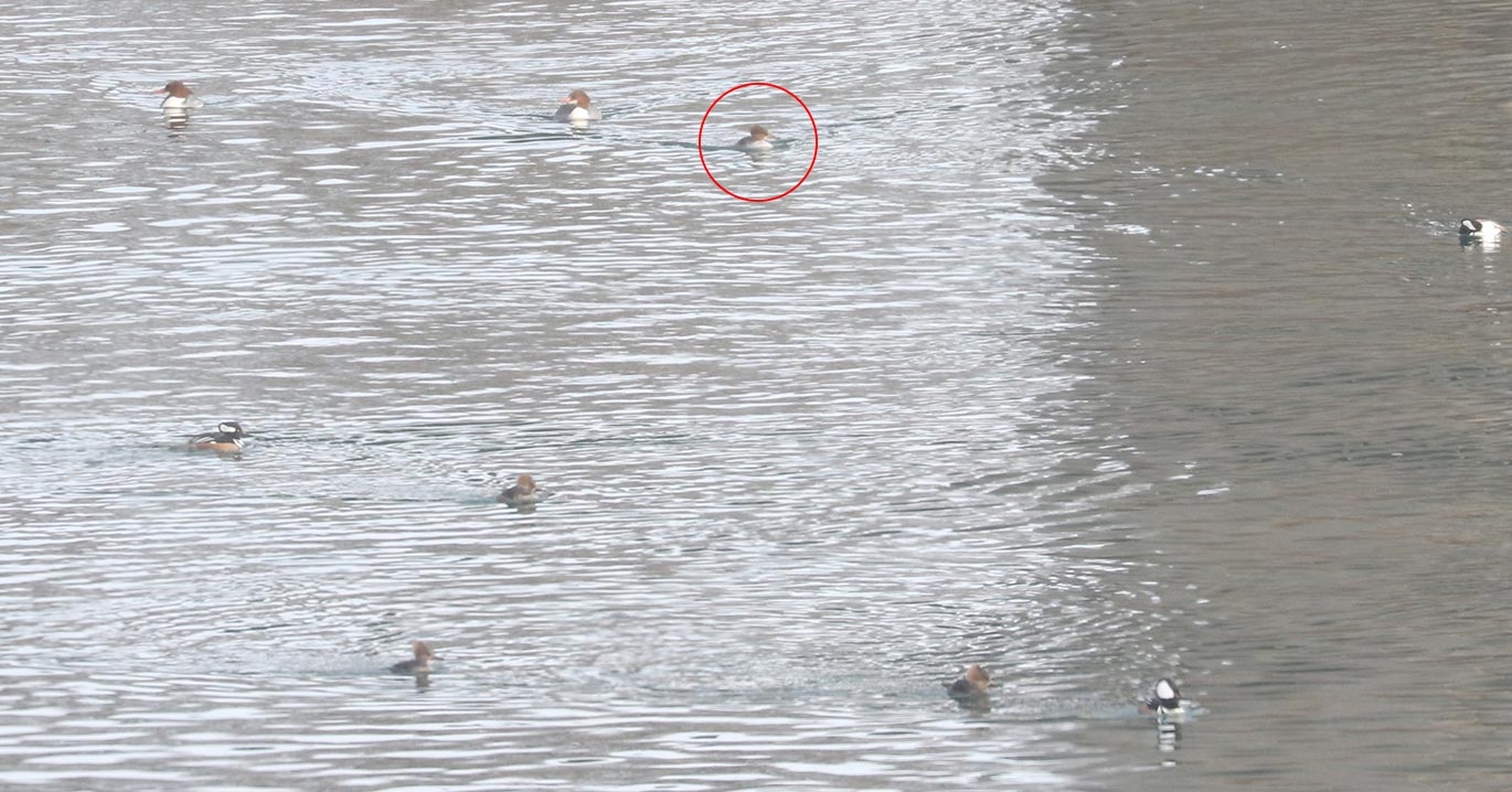 Hybrid Common Merganser x Hooded Merganser (right), with female Common Merganser (front) and male and female Hooded Mergansers (back)