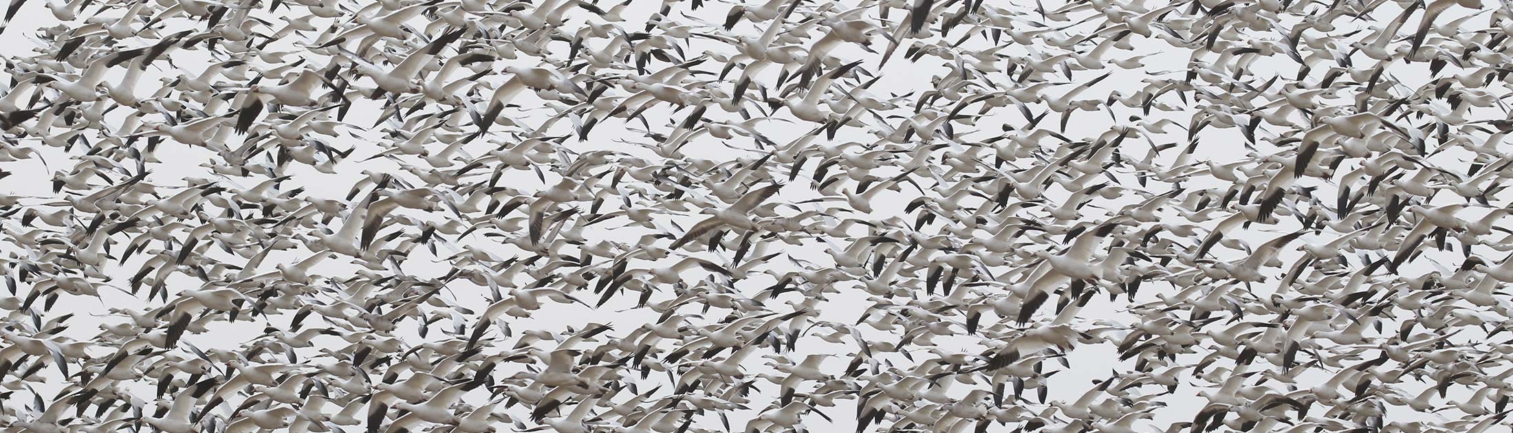 What's in that flock?