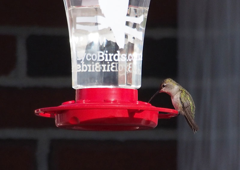 Black-chinned Hummingbird