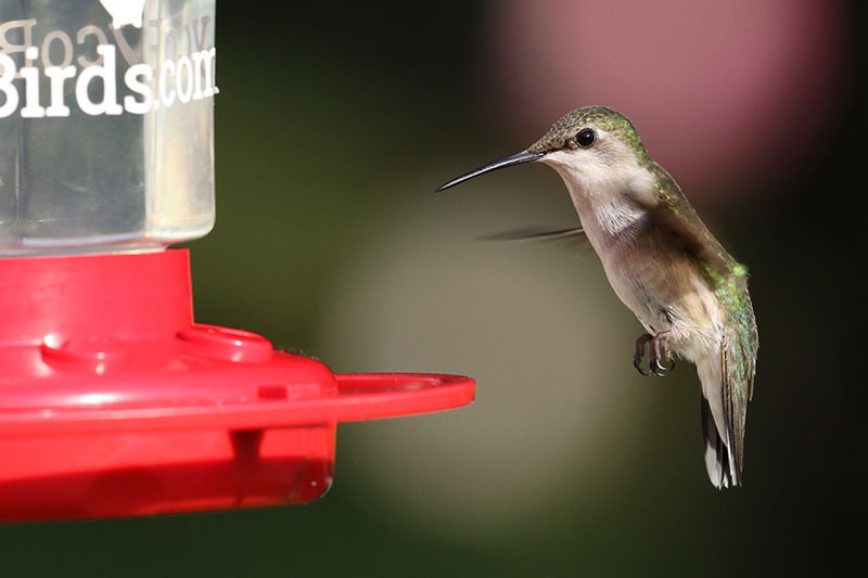 Ruby-throated Hummingbird