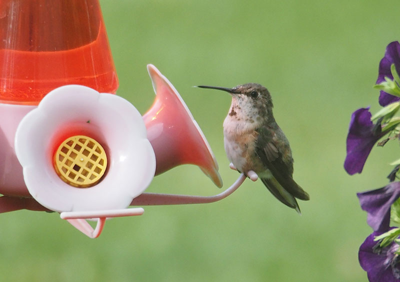 Rufous Hummingbird