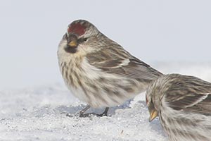 Common Redpoll