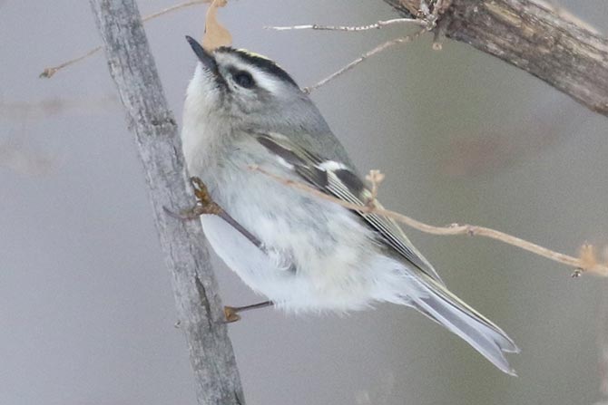 Golden-crowned Kinglet - grayer overall tones