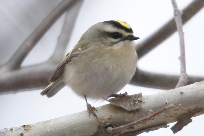 Golden-crowned Kinglet - dark markings in the face