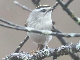 Golden-crowned Kinglet