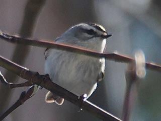 Golden-crowned Kinglet