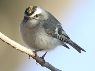 Golden-crowned Kinglet