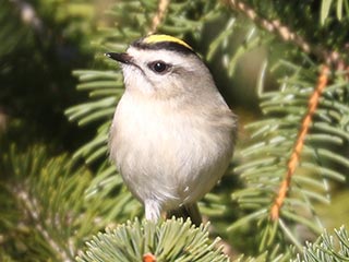 Golden-crowned Kinglet
