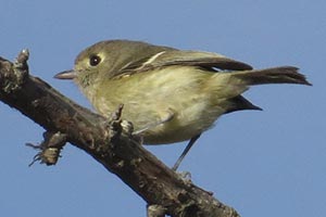 Hutton's Vireo