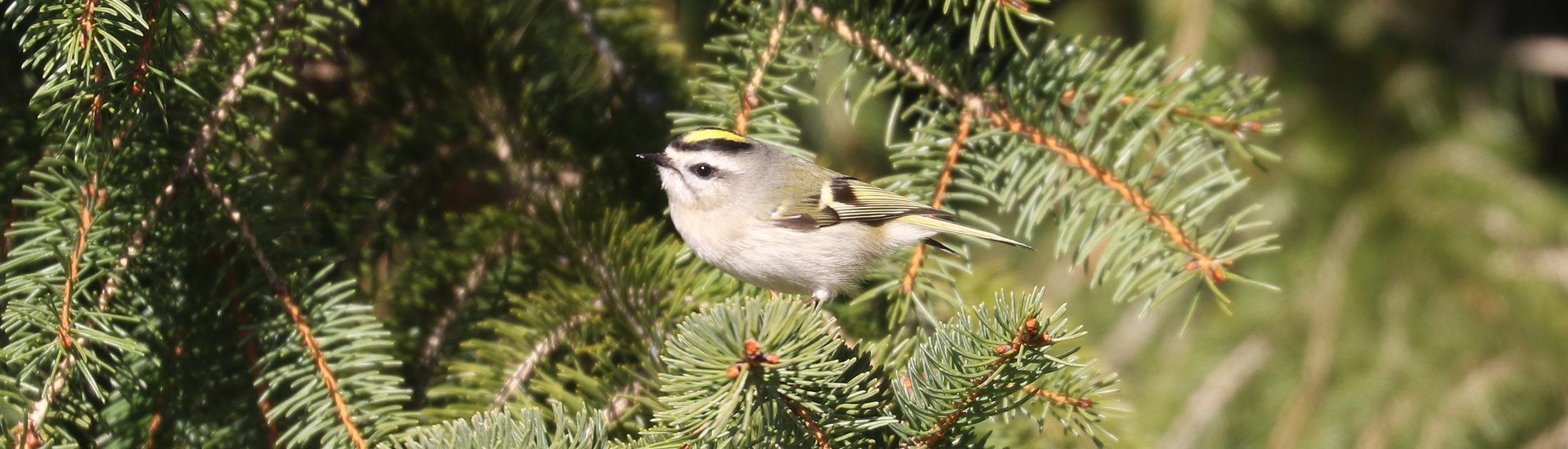 Identifying Ruby-crowned Kinglet vs Golden-crowned Kinglet