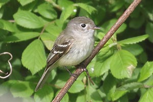 Least Flycatcher